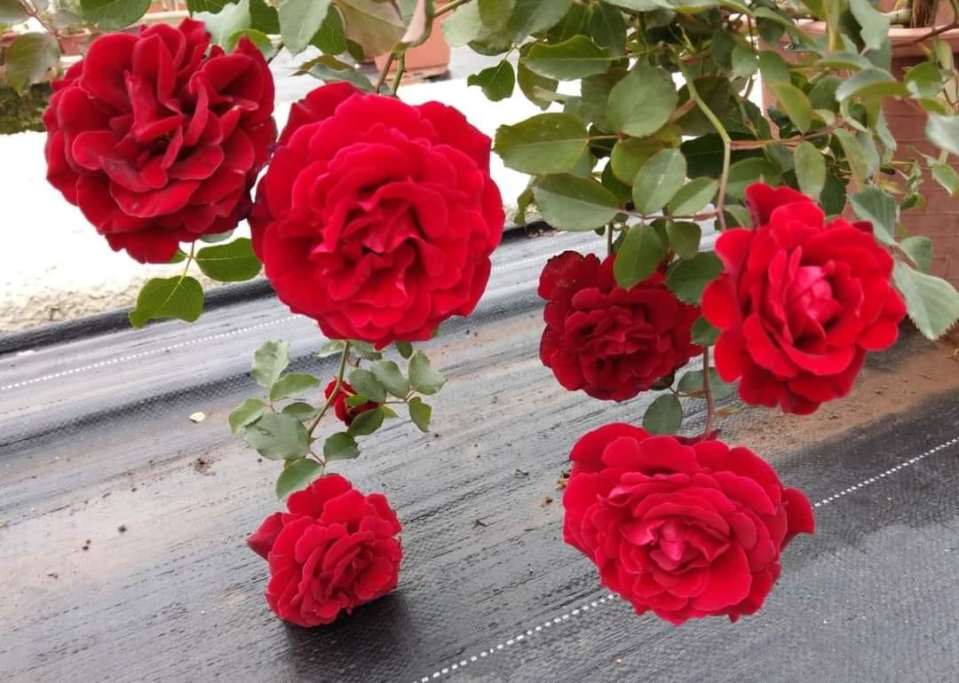 Hoa hồng cổ Hải Phòng - Những điều thú vị bạn chưa biết