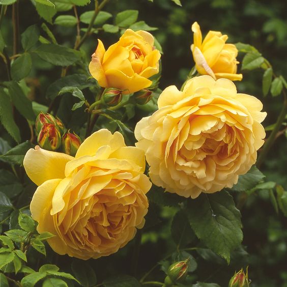 12 loài hoa hồng leo dễ trồng cực đẹp cho không gian nhà bạn - Vườn Gốm Sứ