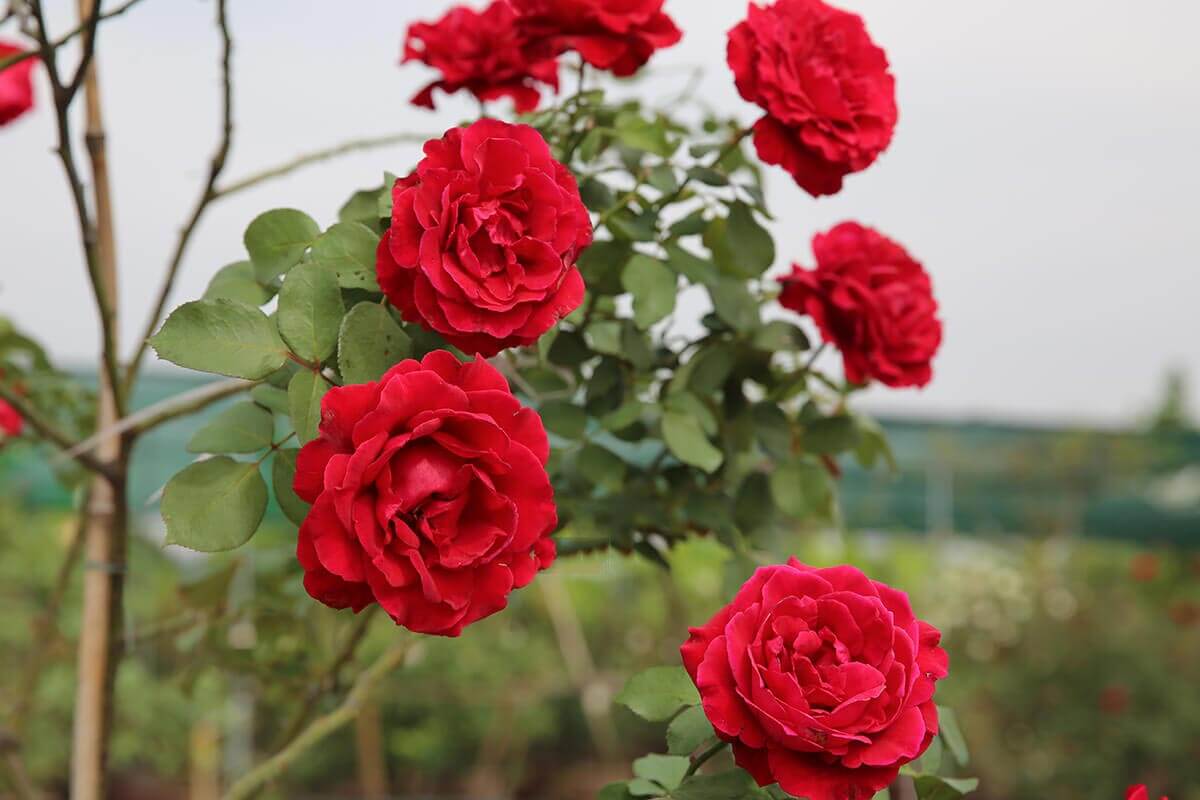 12 loài hoa hồng leo dễ trồng cực đẹp cho không gian nhà bạn - Vườn Gốm Sứ