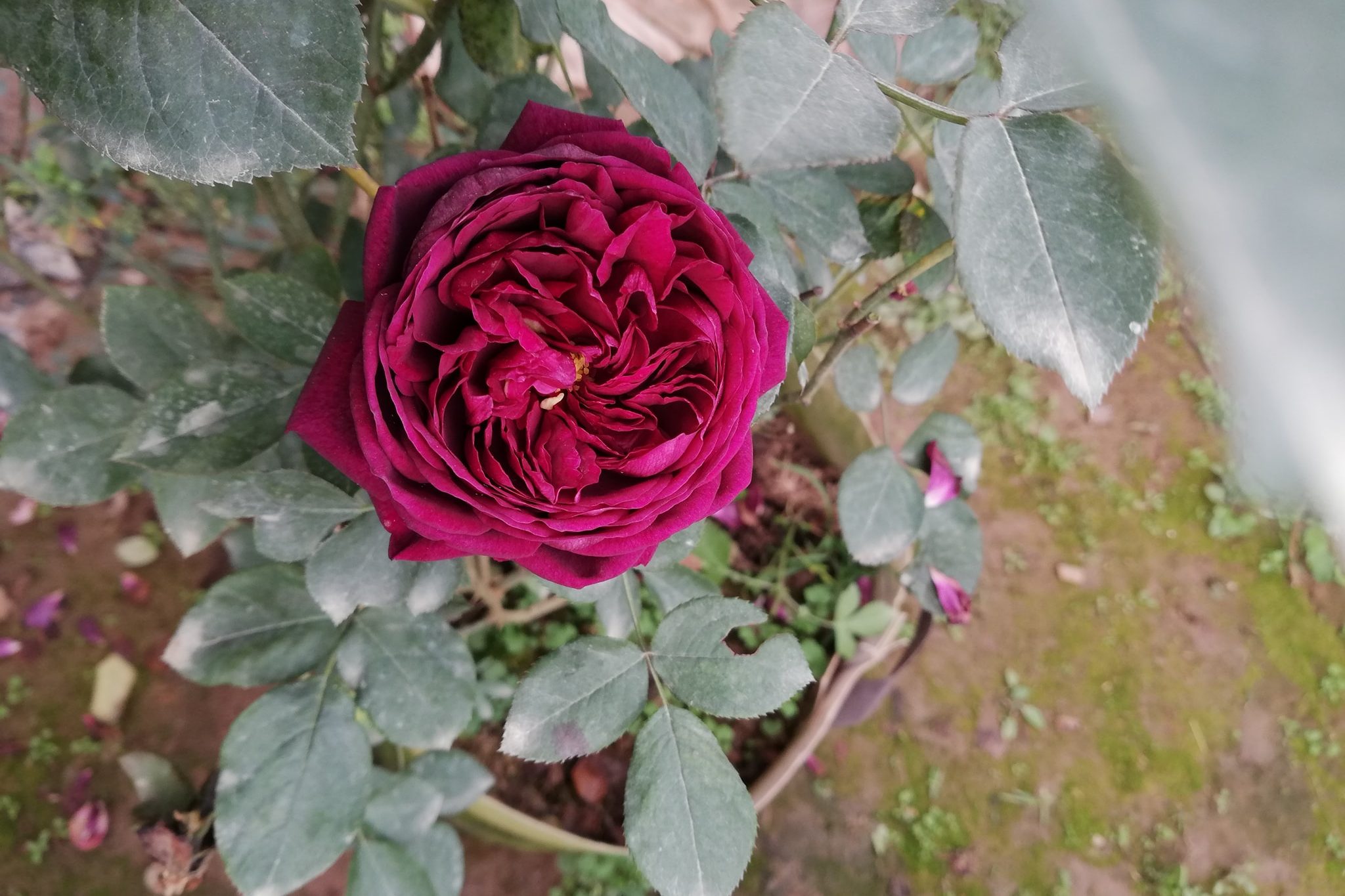 Top 8 loại hoa hồng đỏ được ưa chuộng nhất - Gốm sứ sân vườn