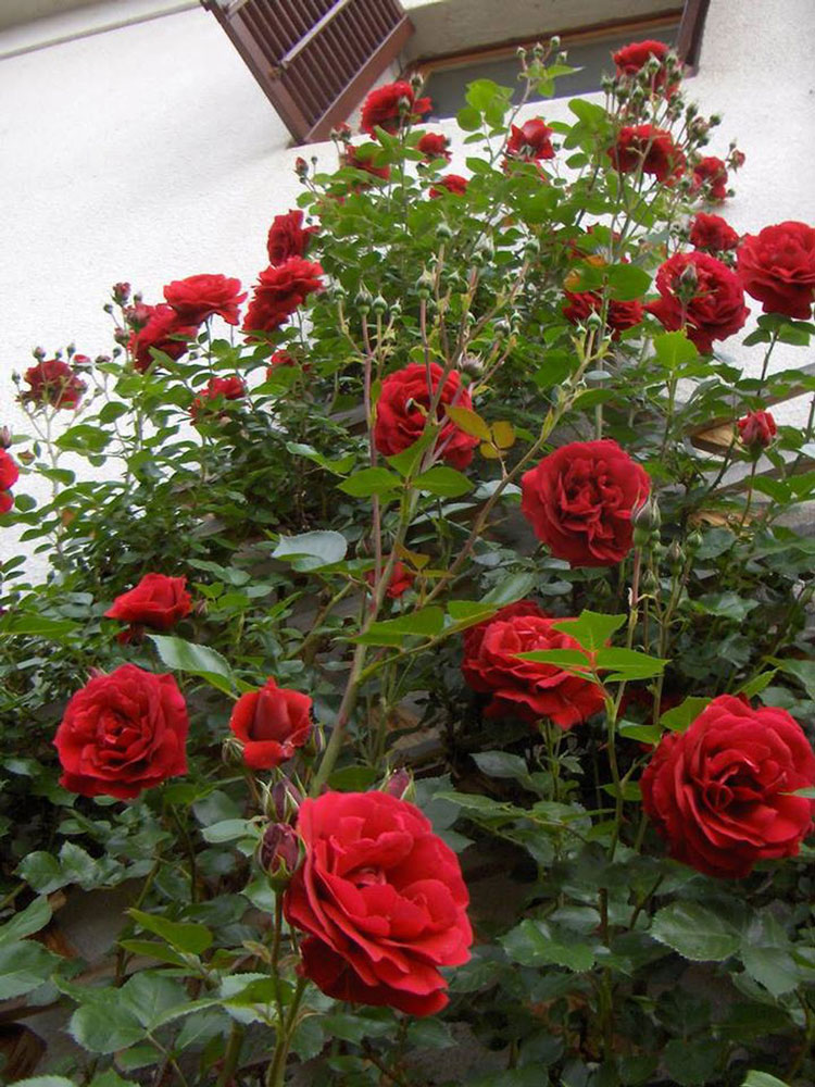 Hoa hồng cổ Hải Phòng - Những điều thú vị bạn chưa biết
