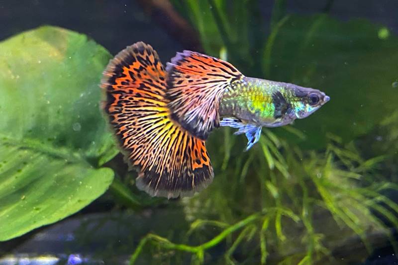Kỹ thuật nuôi cá bảy màu rồng lên màu đẹp - Wiki Cá Cảnh