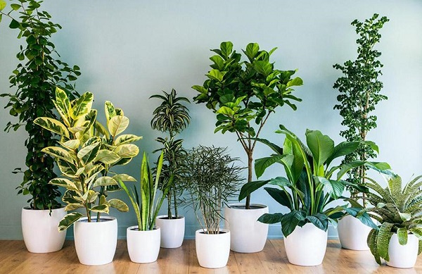 10+ loại cây trồng trong nhà khỏe mạnh không cần ánh sáng - VƯỜN THÔNG MINH