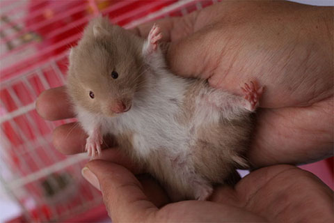Làm gì khi Chuột Hamster bị bệnh ướt đuôi The Hamster Shop
