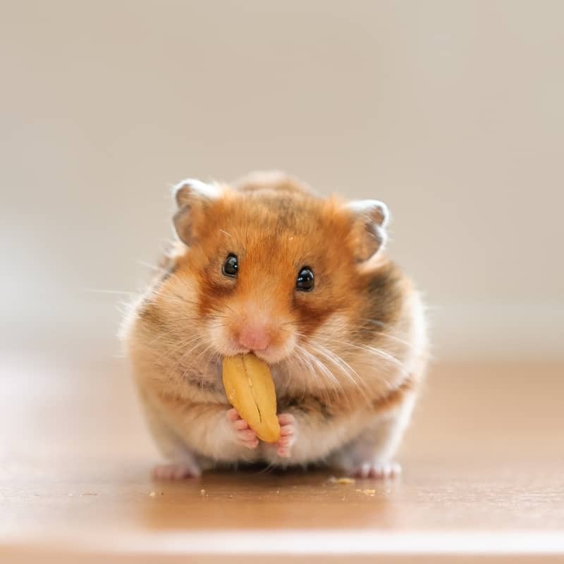 SHOP Chuột Hamster Đáng Yêu Chất Lượng Giá Tốt #1 [✓NÊN MUA]