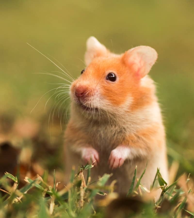 SHOP Chuột Hamster Đáng Yêu Chất Lượng Giá Tốt #1 [✓NÊN MUA]