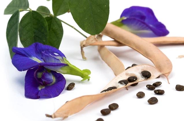 Hoa Đậu Bướm - Những Nguy Hiểm Và Lưu Ý Khi Sử Dụng - Garden Ceramics