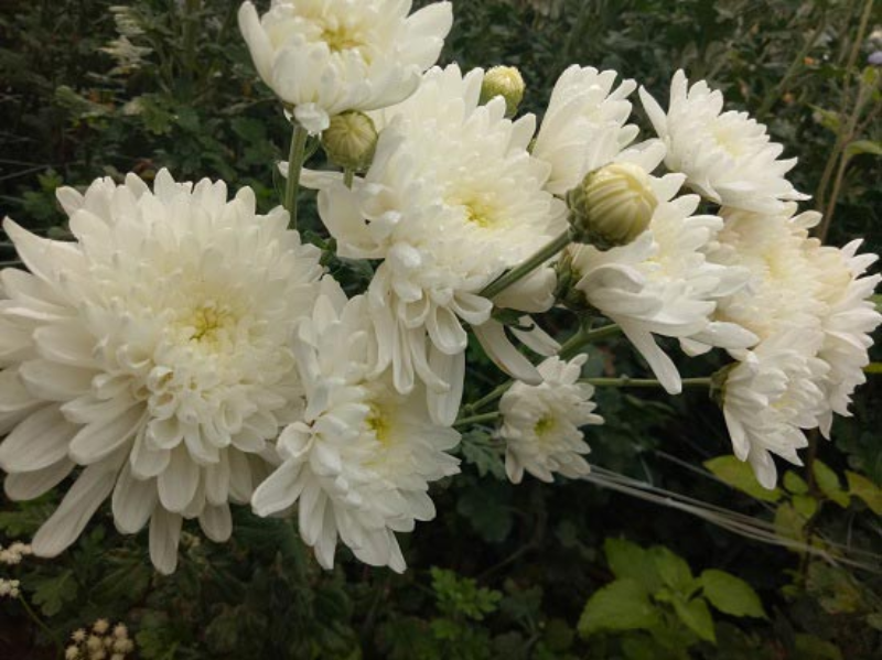 Ý nghĩa của hoa cúc trắng chia buồn trong đám tang
