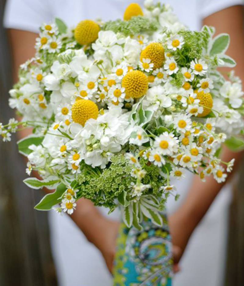 Tổng hợp các mẫu hoa cưới cầm tay cúc họa mi đẹp nhất