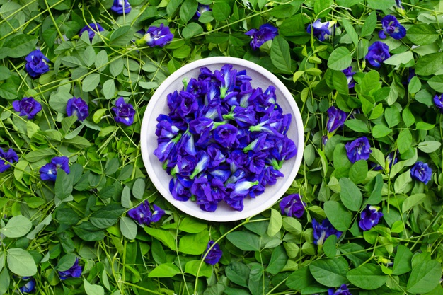 Hoa Đậu Bướm - Những Nguy Hiểm Và Lưu Ý Khi Sử Dụng - Garden Ceramics