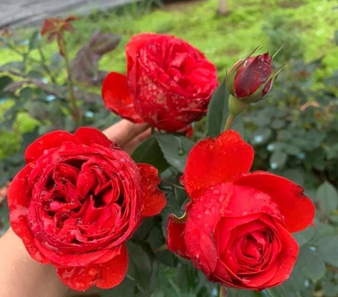 Top 8 loại hoa hồng đỏ được ưa chuộng nhất - Gốm sứ sân vườn