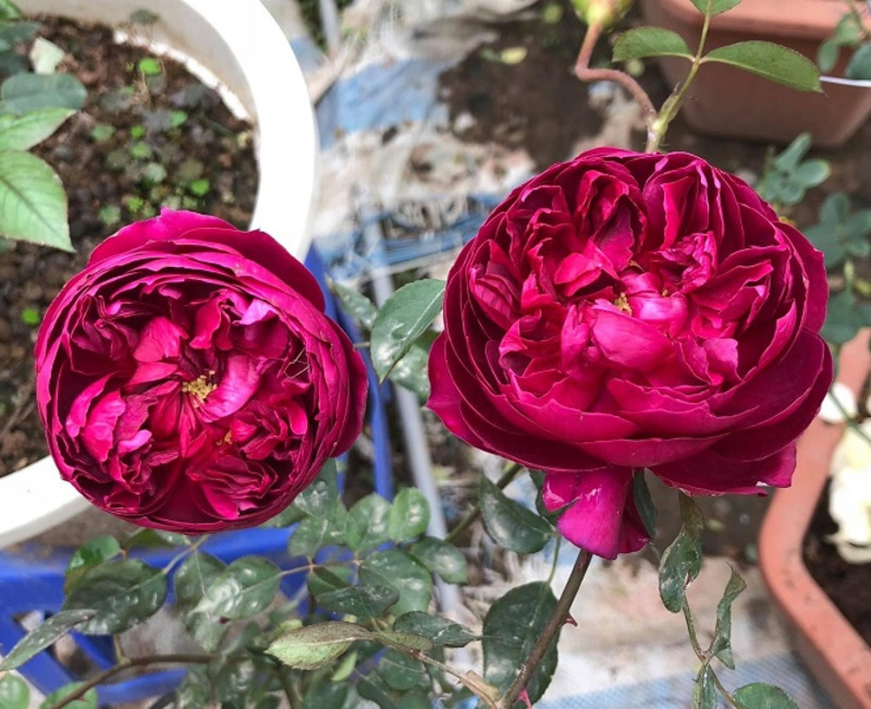 Hoa hồng Autumn Rouge và 5 điều bạn chưa biết