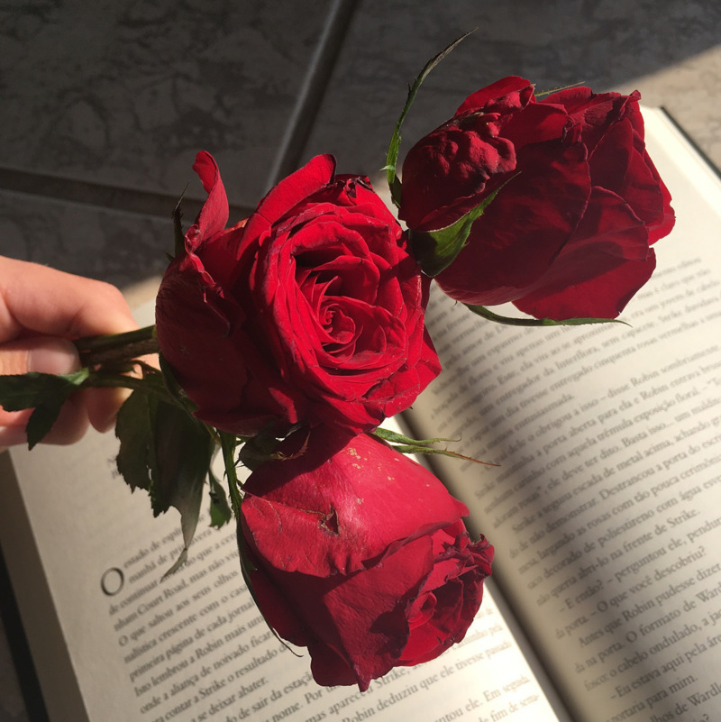 Hoa hồng Autumn Rouge và 5 điều bạn chưa biết