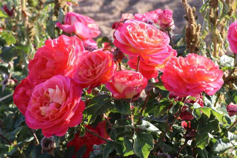 5 giống hoa hồng Pháp màu đỏ đẹp quyến rũ
