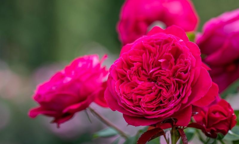 5 giống hoa hồng Pháp màu đỏ đẹp quyến rũ