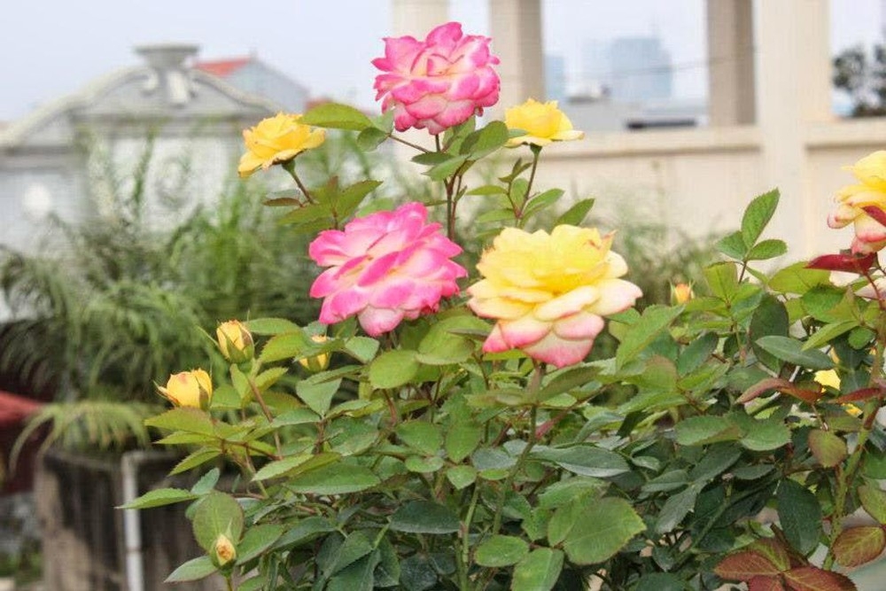 Mẹo trồng và chăm sóc hoa hồng đổi màu độc đáo cho người yêu hoa