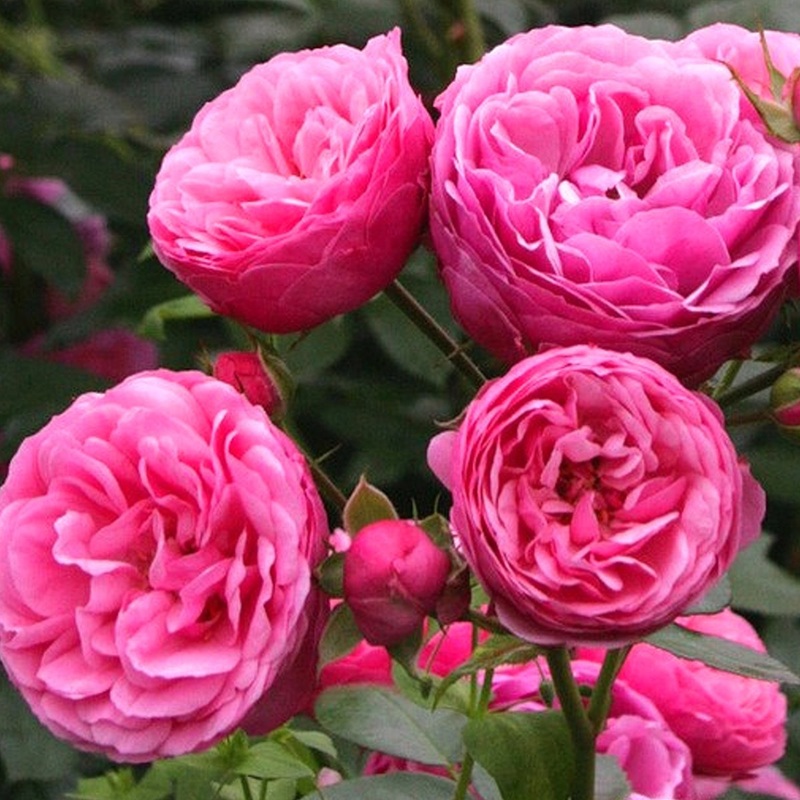 Top 11 giống hoa hồng màu cánh sen tuyệt đẹp | Happy Flower
