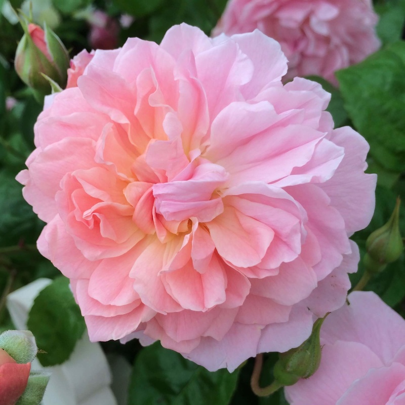 Top 11 giống hoa hồng màu cánh sen tuyệt đẹp | Happy Flower