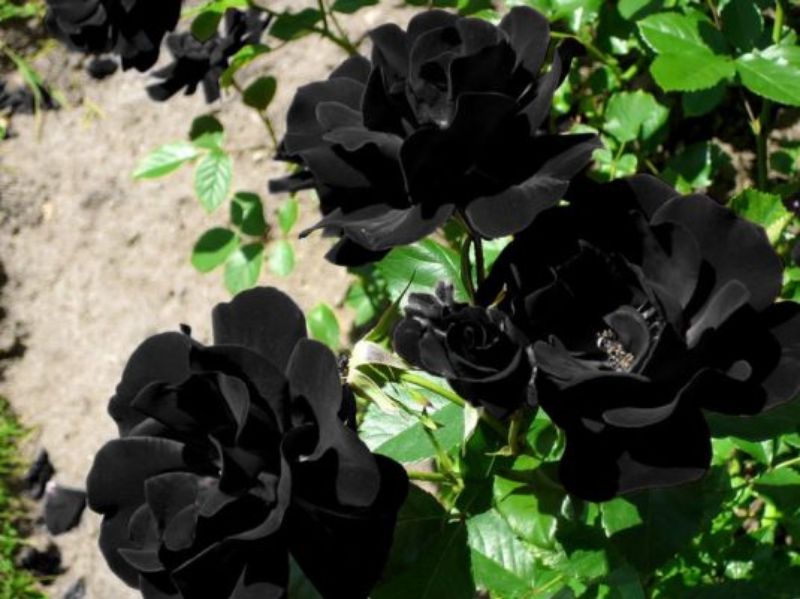 Ý nghĩa của hoa hồng đen - Bí ẩn, quyến rũ và sang trọng