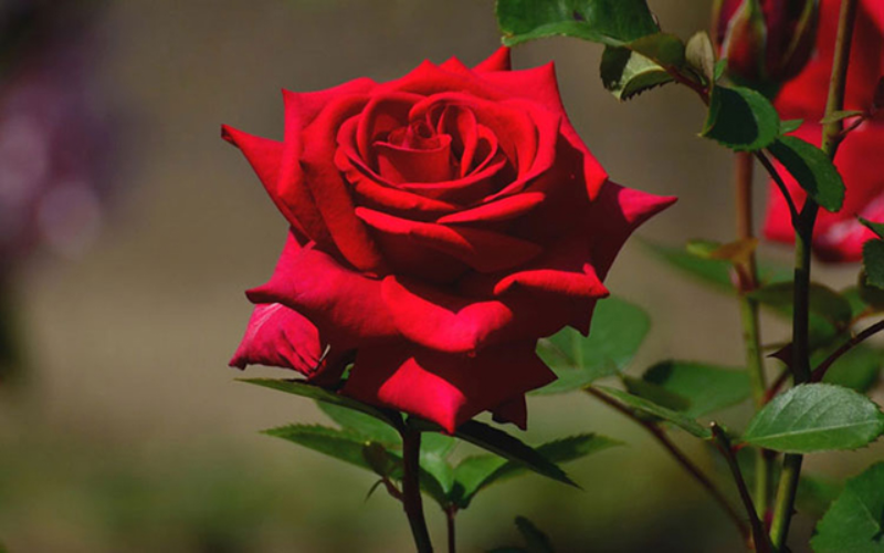 Ý nghĩa của hoa hồng nhung và những thông tin về màu hoa này