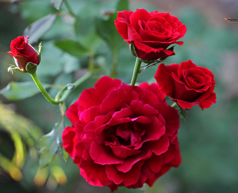 Ý nghĩa của hoa hồng nhung và những thông tin về màu hoa này