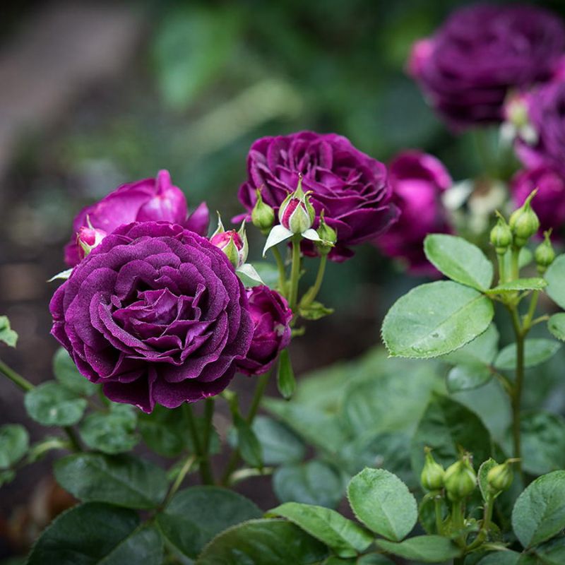 Ý nghĩa và các mẫu hoa hồng màu tím đẹp nhất