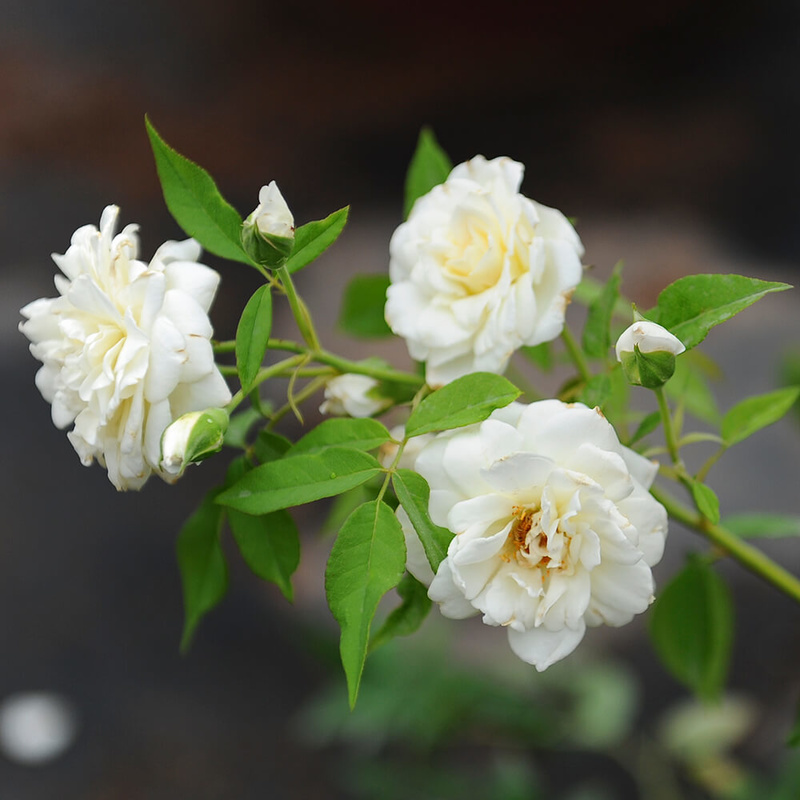 Ý nghĩa của hoa hồng màu trắng trong tình yêu và cuộc sống