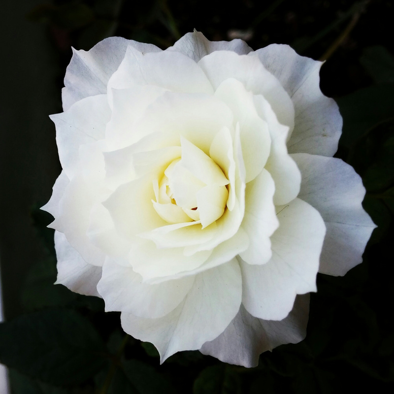Ý nghĩa của hoa hồng màu trắng trong tình yêu và cuộc sống
