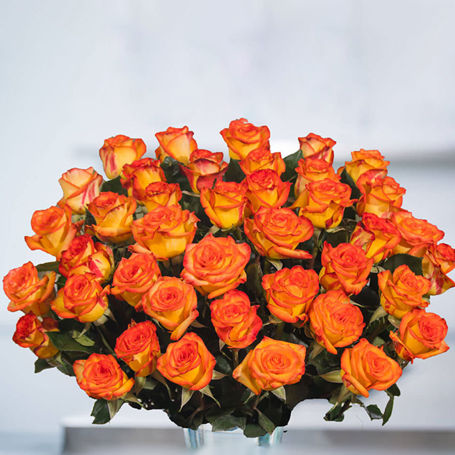 Top 10+ giống hoa hồng ngoại màu vàng cam đẹp nhất - Happy Trees - Công Ty TNHH HAPPY TREES