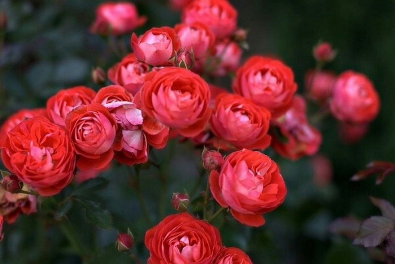 Hoa hồng đỏ nở vào mùa nào trong năm là đẹp nhất?