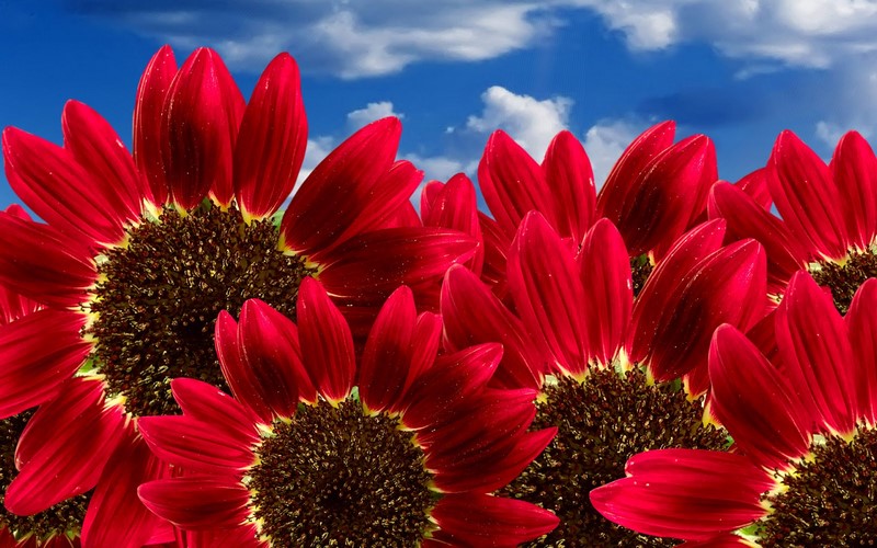 Thông điệp và ý nghĩa khi tặng hoa hướng dương màu đỏ