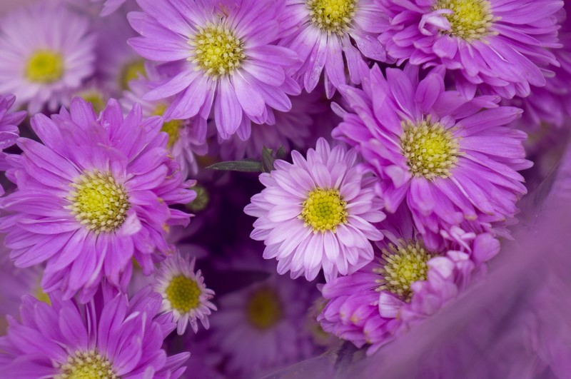 Những mẫu hoa sinh nhật màu tím đẹp, chung thuỷ và ý nghĩa