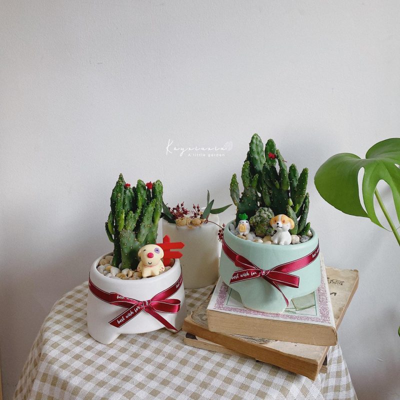 6 Cửa Hàng Bonsai Online Đáng Mua Tại Hà Nội - Garden Ceramics