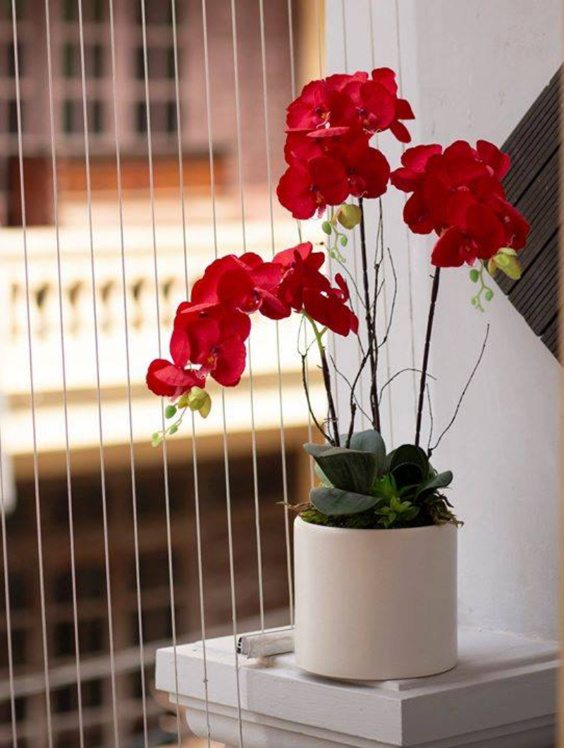 6 điều cần biết về hoa lan hồ điệp đỏ đẹp ngất ngây