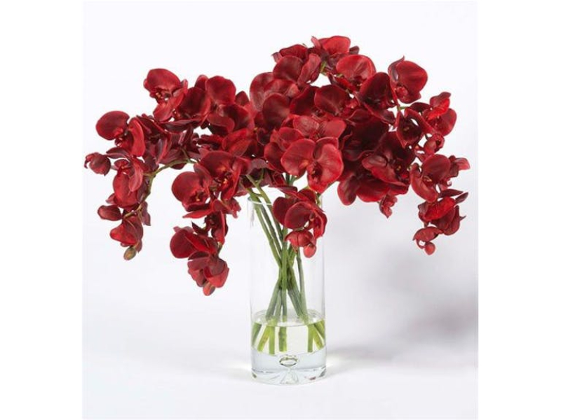 6 điều cần biết về hoa lan hồ điệp đỏ đẹp ngất ngây