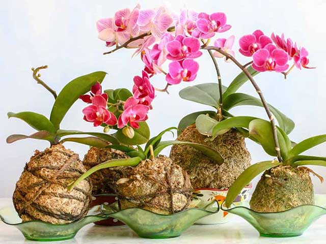 Những Điều Cần Biết Về Lan Hồ Điệp - Garden Ceramics