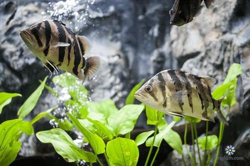 Cá hổ - đặc điểm, phân loại và chăm sóc