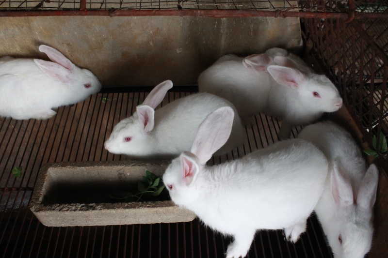 Kỹ thuật nuôi thỏ thịt tại nhà | Báo Dân tộc và Phát triển