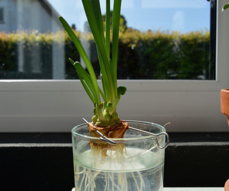 Hướng dẫn chi tiết cách trồng hành lá thủy canh đơn giản tại nhà |  Cleanipedia