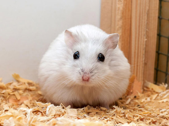Các cách tăng tuổi thọ của chuột Hamster hiệu quả - Chamhamster