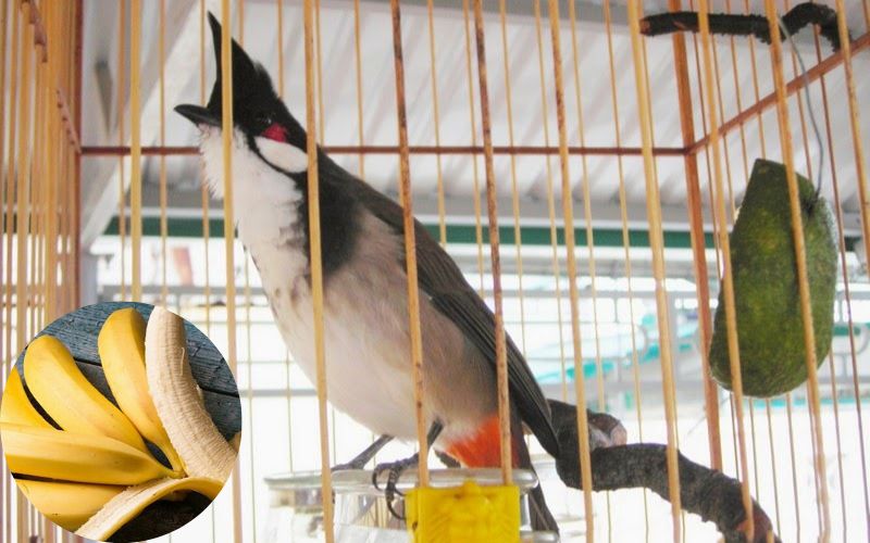 4 tiêu chí lựa chọn chim Chào Mào hót đấu hay khỏe | Pet Mart
