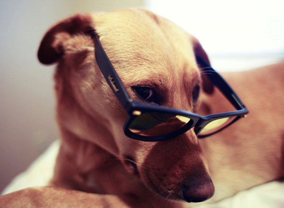 Ảnh chú chó đeo kính dễ thương
