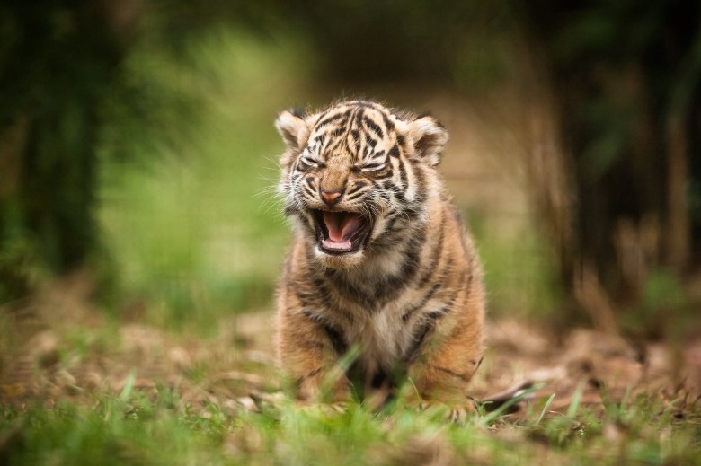 Tổng hợp Hình ảnh con hổ cute