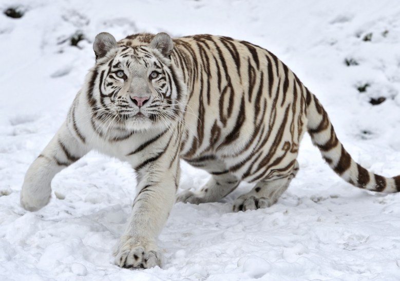 Tổng phù hợp Hình hình ảnh con cái hổ trắng