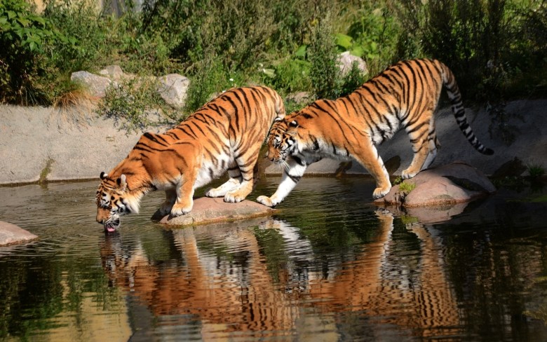 ảnh nền 2 con cái hổ đang được nốc nước