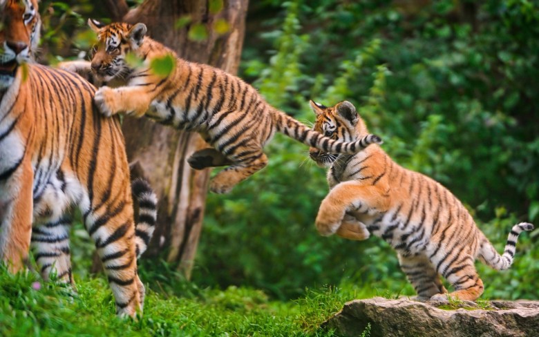 ảnh nền con cái hổ con cái đang được vui chơi với hổ mẹ