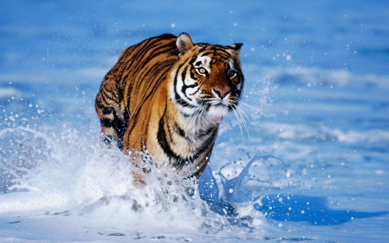 ảnh nền con hổ đang chạy trong nước