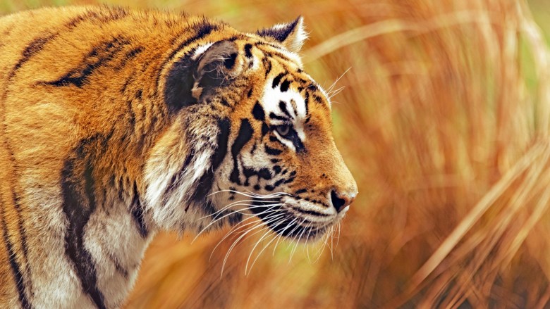ảnh nền con hổ đang đi dạo