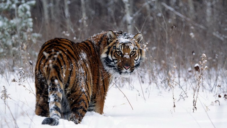ảnh nền con hổ đang đi trên tuyết