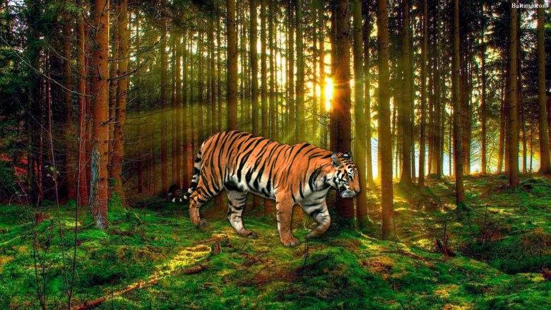 ảnh nền con hổ đang đi trong rừng vào lúc bình minh